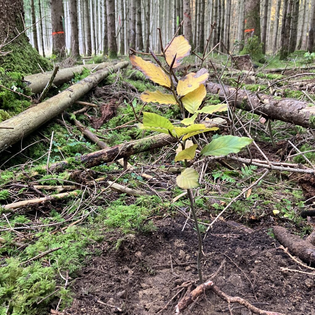 2023-11-Bergwaldprojekt (153)