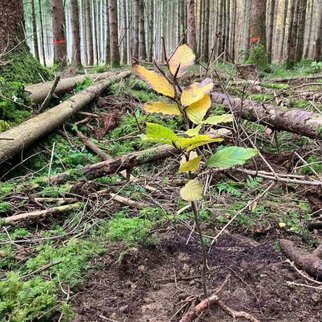 Bergwaldprojekt eingepflanzter Baum